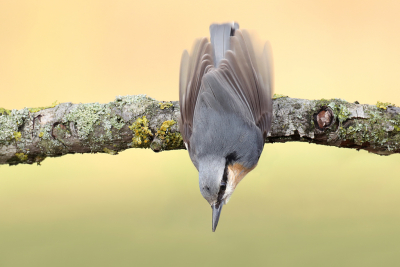 <i class='fa fa-user'></i> Gejo Wassink |   Boomklever  <i class='fa fa-eye'> 283</i>  <i class='fa fa-thumbs-up'> 14</i>   <i class='fa fa-comment-o'> 11</i>