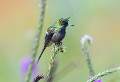 <i class='fa fa-user'></i> charlysax |   Gekuifde Draadkolibrie  <i class='fa fa-eye'> 163</i>  <i class='fa fa-thumbs-up'> 11</i>   <i class='fa fa-comment-o'> 8</i>