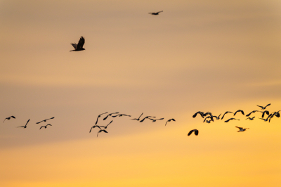 <i class='fa fa-user'></i> GeertN |   Bruine Kiekendief  <i class='fa fa-eye'> 116</i>   <i class='fa fa-comment-o'> 14</i>