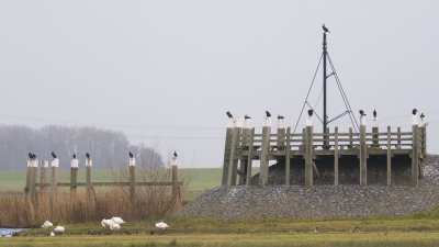 <i class='fa fa-user'></i> Gert-Jan Cromwijk |   Aalscholver  <i class='fa fa-eye'> 161</i>  <i class='fa fa-thumbs-up'> 5</i>   <i class='fa fa-comment-o'> 13</i>