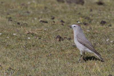 <i class='fa fa-user'></i> Paul van Giersbergen |   Roodnekgrondtiran  <i class='fa fa-eye'> 52</i>   <i class='fa fa-comment-o'> 1</i>