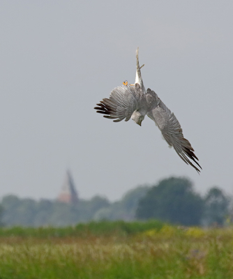 <i class='fa fa-user'></i> Richard Ubels |   Steppekiekendief  <i class='fa fa-eye'> 459</i>  <i class='fa fa-thumbs-up'> 8</i>   <i class='fa fa-comment-o'> 15</i>