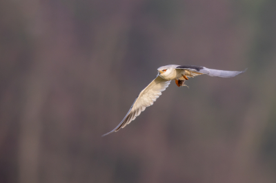 <i class='fa fa-user'></i> pjvantuil |   Grijze Wouw  <i class='fa fa-eye'> 327</i>  <i class='fa fa-thumbs-up'> 12</i>   <i class='fa fa-comment-o'> 7</i>