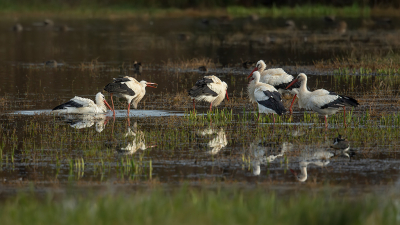 <i class='fa fa-user'></i> anevanrees |   Ooievaar  <i class='fa fa-eye'> 106</i>  <i class='fa fa-thumbs-up'> 4</i>   <i class='fa fa-comment-o'> 13</i>