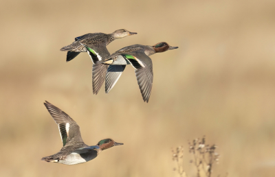 <i class='fa fa-user'></i> Ben Reitsma |   Wintertaling  <i class='fa fa-eye'> 108</i>   <i class='fa fa-comment-o'> 14</i>