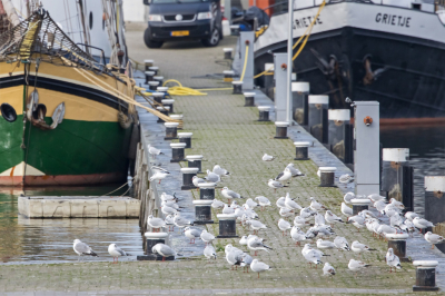 <i class='fa fa-user'></i> Erna Koelman |   Kokmeeuw  <i class='fa fa-eye'> 96</i>  <i class='fa fa-thumbs-up'> 1</i>   <i class='fa fa-comment-o'> 13</i>