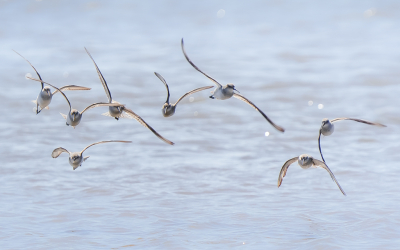 <i class='fa fa-user'></i> Vincent Vuik |   Krombekstrandloper  <i class='fa fa-eye'> 110</i>  <i class='fa fa-thumbs-up'> 3</i>   <i class='fa fa-comment-o'> 16</i>