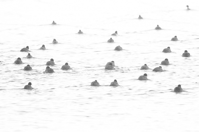 <i class='fa fa-user'></i> Alex Roetemeijer |   Meerkoet  <i class='fa fa-eye'> 95</i>  <i class='fa fa-thumbs-up'> 1</i>   <i class='fa fa-comment-o'> 14</i>