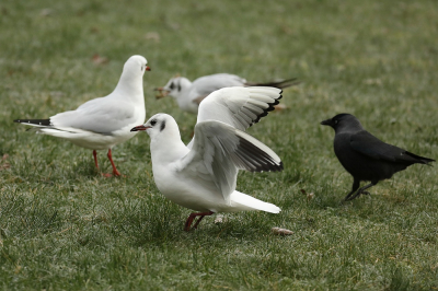 <i class='fa fa-user'></i> hjstukker |   Kokmeeuw  <i class='fa fa-eye'> 82</i>   <i class='fa fa-comment-o'> 13</i>