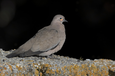 <i class='fa fa-user'></i> Paul van Giersbergen |   Grote Punaduif  <i class='fa fa-eye'> 105</i>   <i class='fa fa-comment-o'> 1</i>