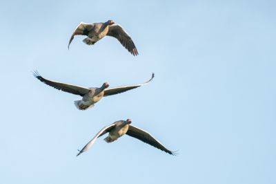 <i class='fa fa-user'></i> steppeland |   Grauwe Gans  <i class='fa fa-eye'> 91</i>   <i class='fa fa-comment-o'> 14</i>