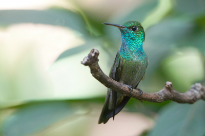 <i class='fa fa-user'></i> Martjan Lammertink |   Regenboogamazilia  <i class='fa fa-eye'> 138</i>  <i class='fa fa-thumbs-up'> 10</i>   <i class='fa fa-comment-o'> 7</i>