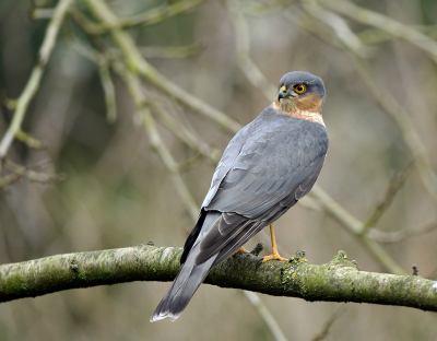 <i class='fa fa-user'></i> henkdikkers |   Sperwer  <i class='fa fa-eye'> 309</i>  <i class='fa fa-thumbs-up'> 22</i>   <i class='fa fa-comment-o'> 6</i>