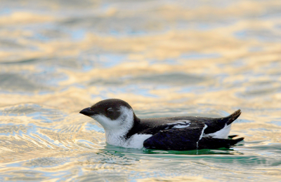 <i class='fa fa-user'></i> Eric Gibcus |   Kleine Alk  <i class='fa fa-eye'> 284</i>  <i class='fa fa-thumbs-up'> 8</i>   <i class='fa fa-comment-o'> 9</i>