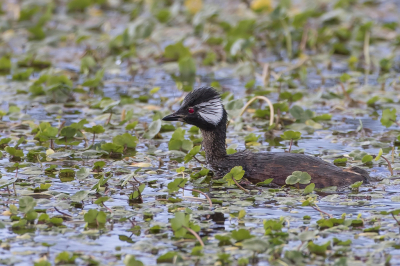 <i class='fa fa-user'></i> Paul van Giersbergen |   Witwangfuut  <i class='fa fa-eye'> 181</i>   <i class='fa fa-comment-o'> 2</i>