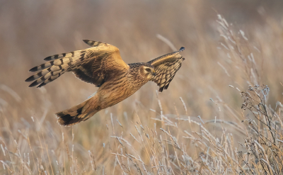 <i class='fa fa-user'></i> Ben Reitsma |   Blauwe Kiekendief  <i class='fa fa-eye'> 413</i>  <i class='fa fa-thumbs-up'> 27</i>   <i class='fa fa-comment-o'> 11</i>