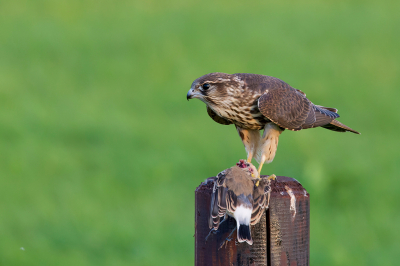 Deze tapuit heeft het niet overleefd, het smelleken had het te pakken. Foto van redelijk grote afstand, benaderen was helaas niet mogelijk.