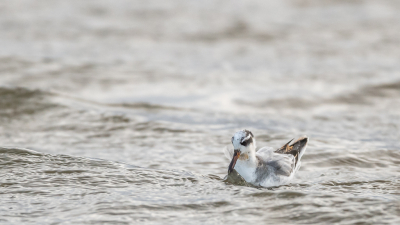 Een foeragerende rosse franjepoot verblijft alweer enkele dagen bij de dijkgatsweide in de Wieringermeer.