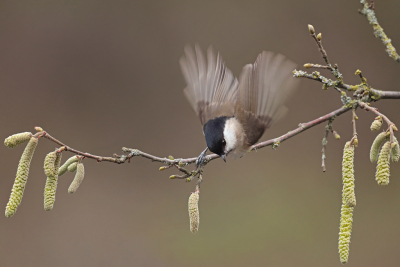 <i class='fa fa-user'></i> Gejo Wassink |   Glanskop  <i class='fa fa-eye'> 274</i>  <i class='fa fa-thumbs-up'> 10</i>   <i class='fa fa-comment-o'> 7</i>