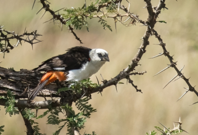 <i class='fa fa-user'></i> John Saxofoonbird |   Witkopbuffelwever  <i class='fa fa-eye'> 161</i>  <i class='fa fa-thumbs-up'> 2</i>   <i class='fa fa-comment-o'> 4</i>