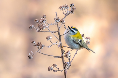 <i class='fa fa-user'></i> BasvanGennip |   Vuurgoudhaan  <i class='fa fa-eye'> 383</i>  <i class='fa fa-thumbs-up'> 17</i>   <i class='fa fa-comment-o'> 12</i>