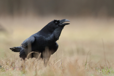 Op het allerlaatste moment besloten om even op en neer te reizen naar polen.
eigenlijk best te doen in een lang weekend.
De arenden waren sporadisch aanwezig maar wel veel heel veel raven die ook
een graantje wilden meepikken.
Begin maar met een raaf wat een schitterend verenpatroon hebben die, nog nooit 
zo bekeken eigenlijk.
Bij ons zeldzaam daar met een honderdtal tegelijk.