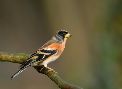 <i class='fa fa-user'></i> henkdikkers |   Keep  <i class='fa fa-eye'> 357</i>  <i class='fa fa-thumbs-up'> 17</i>   <i class='fa fa-comment-o'> 11</i>