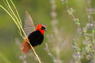 <i class='fa fa-user'></i> Anton de Koning |   Oranje Wever  <i class='fa fa-eye'> 222</i>  <i class='fa fa-thumbs-up'> 8</i>   <i class='fa fa-comment-o'> 5</i>