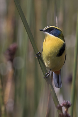 <i class='fa fa-user'></i> Paul van Giersbergen |   Ornaattachuri  <i class='fa fa-eye'> 152</i>  <i class='fa fa-thumbs-up'> 2</i>   <i class='fa fa-comment-o'> 1</i>