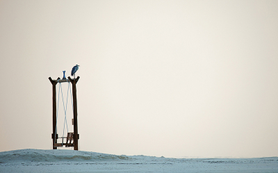 De rust en de warmte van de Malediven opgezocht om een drukke periode af te sluiten. Hoewel natuurlijk bekend is dat het aantal soorten vogels op de Malediven beperkt is, was het toch een verrassing om (bijna) als eerste soort een blauwe reiger tegen te komen. Hij was niet schuw. Ik heb ook een foto in dezelfde setting waarbij een meisjes op de schommelstoel zit en haar vader daar een foto van maakt.
De gelige kleur is het gevolg van een wegtrekkende tropische stortbui.