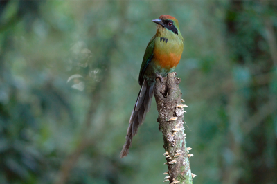 <i class='fa fa-user'></i> Martjan Lammertink |   Roodkopmotmot  <i class='fa fa-eye'> 165</i>  <i class='fa fa-thumbs-up'> 8</i>   <i class='fa fa-comment-o'> 10</i>