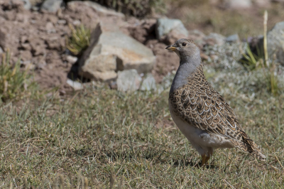<i class='fa fa-user'></i> Paul van Giersbergen |   Punakwartelsnip  <i class='fa fa-eye'> 180</i>   <i class='fa fa-comment-o'> 3</i>