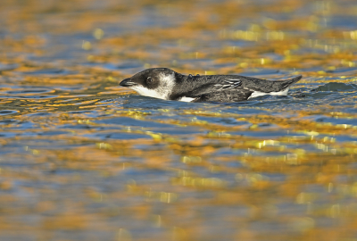 <i class='fa fa-user'></i> Johan G |   Kleine Alk  <i class='fa fa-eye'> 307</i>  <i class='fa fa-thumbs-up'> 12</i>   <i class='fa fa-comment-o'> 11</i>