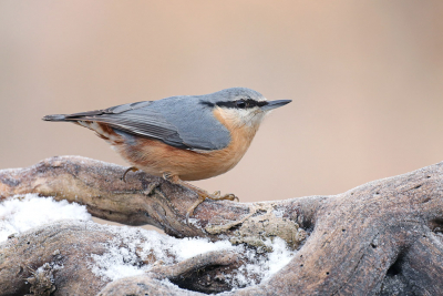 <i class='fa fa-user'></i> Gejo Wassink |   Boomklever  <i class='fa fa-eye'> 258</i>  <i class='fa fa-thumbs-up'> 16</i>   <i class='fa fa-comment-o'> 10</i>