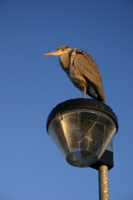 Deze reiger zat in het late december zonnetje na te genieten van een maaltje vis. Ik kon hem redelijk naderen.