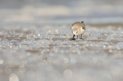 <i class='fa fa-user'></i> Geerie |   Drieteenstrandloper  <i class='fa fa-eye'> 372</i>  <i class='fa fa-thumbs-up'> 9</i>   <i class='fa fa-comment-o'> 7</i>