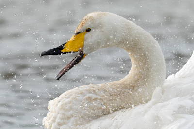 <i class='fa fa-user'></i> Loes Belovics |   Wilde Zwaan  <i class='fa fa-eye'> 286</i>  <i class='fa fa-thumbs-up'> 15</i>   <i class='fa fa-comment-o'> 13</i>