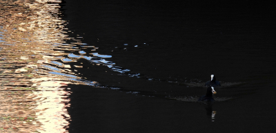 <i class='fa fa-user'></i> sieb |   Meerkoet  <i class='fa fa-eye'> 270</i>  <i class='fa fa-thumbs-up'> 17</i>   <i class='fa fa-comment-o'> 15</i>