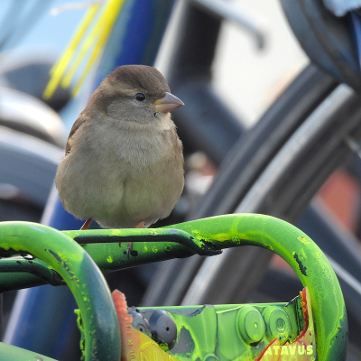 <i class='fa fa-user'></i> sieb |   Huismus  <i class='fa fa-eye'> 115</i>  <i class='fa fa-thumbs-up'> 4</i>   <i class='fa fa-comment-o'> 24</i>