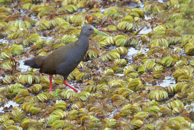 <i class='fa fa-user'></i> Martjan Lammertink |   Rouwral  <i class='fa fa-eye'> 214</i>  <i class='fa fa-thumbs-up'> 10</i>   <i class='fa fa-comment-o'> 9</i>