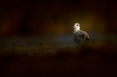 <i class='fa fa-user'></i> Loes Belovics |   Kokmeeuw  <i class='fa fa-eye'> 259</i>  <i class='fa fa-thumbs-up'> 13</i>   <i class='fa fa-comment-o'> 15</i>