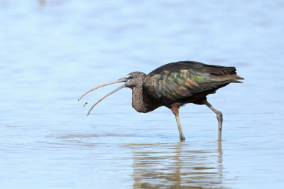 Een foto van enige tijd geleden. Deze zwarte ibis is een zeldzame verschijning maar op deze dag waren er hier een aantal aan het fourageren. Zo te zien duurt het wel even voordat hij zijn buik vol heeft...