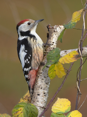 Meerdere Middelste bonte spechten bezoeken de tuin, soort in opmars.
Takje bij de voederplaats.