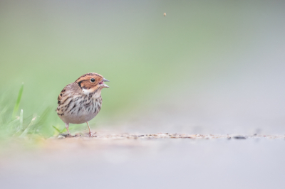 <i class='fa fa-user'></i> Hans Overduin |   Dwerggors  <i class='fa fa-eye'> 436</i>  <i class='fa fa-thumbs-up'> 27</i>   <i class='fa fa-comment-o'> 12</i>