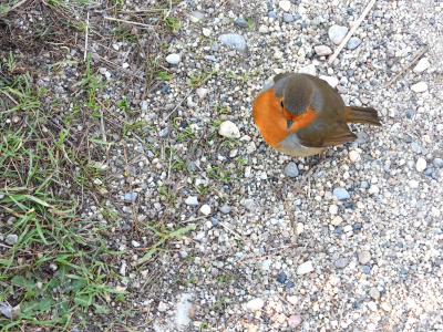 <i class='fa fa-user'></i> JOIN |   Roodborst  <i class='fa fa-eye'> 110</i>   <i class='fa fa-comment-o'> 22</i>