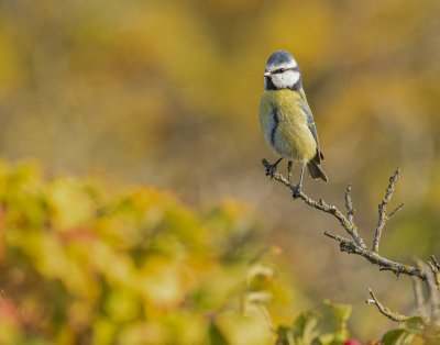 Van het reisje naar Falsterbo had ik de groene specht al geplaatst.
Tijdens het echte trektellen kwamen er massaal groepen met vogels laag over.
Van vinken tot ringmussen en groenlingen tot pimpelmezen. De groepen met meesjes doken vaak voordat ze de oversteek gingen maken nog even de rozenbottels om uit te rusten. Deze pimpel landde dan ook vlak voor me mooi bovenop een takje.
Vorige versie was met uitgebeten wit. Hoop dat deze wel door de keuring komt.