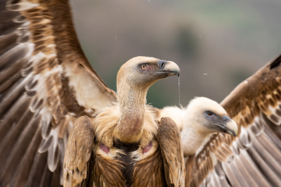 <i class='fa fa-user'></i> John_Jak |   Vale Gier  <i class='fa fa-eye'> 263</i>  <i class='fa fa-thumbs-up'> 11</i>   <i class='fa fa-comment-o'> 9</i>