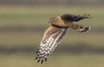 <i class='fa fa-user'></i> Ben Reitsma |   Blauwe Kiekendief  <i class='fa fa-eye'> 307</i>  <i class='fa fa-thumbs-up'> 8</i>   <i class='fa fa-comment-o'> 6</i>