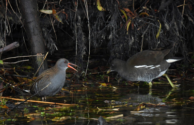 <i class='fa fa-user'></i> Eric Gibcus |   Waterral  <i class='fa fa-eye'> 279</i>  <i class='fa fa-thumbs-up'> 1</i>   <i class='fa fa-comment-o'> 7</i>