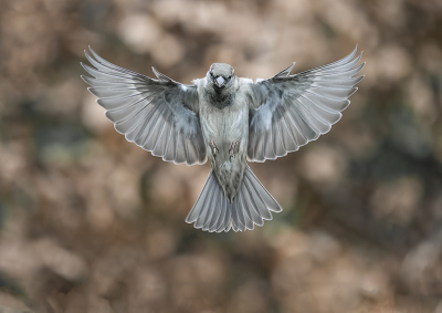 <i class='fa fa-user'></i> Fred |   Huismus  <i class='fa fa-eye'> 153</i>  <i class='fa fa-thumbs-up'> 6</i>   <i class='fa fa-comment-o'> 23</i>